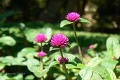 Gomphrena globosa